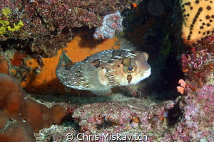 Puffer...Galapagos by Chris Miskavitch 